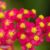 Achillea millefolium ‘Paprika’