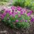 Armeria ‘Dreameria Vivid Dreams’