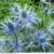 Eryngium x zabelii ‘Big Blue’