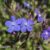 Anchusa azurea ‘Feltham Pride’