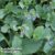 Oyster Leaf Plant – Seeds