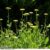 Achillea filipendulina ‘Cloth of Gold’