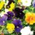 Pansy ‘Clear Crystal Mix’