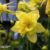 Aquilegia chrysantha ‘Yellow Star’