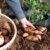 Sweet Potato ‘Beauregard Improved’