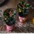 Christmas Holly Duo – Gift