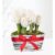 Winter Hyacinth Basket