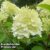 Hydrangea paniculata ‘Silver Dollar’