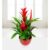 Christmas Bromelia – Free Chocs