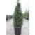 Juniperus rigida subsp. conferta ‘Blue Pacific’