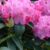 Rhododendron ‘Winsome’