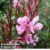 Gaura lindheimeri ‘Passionate Blush’