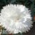 Dianthus ‘White’