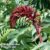 Melianthus major