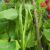 Runner Bean ‘Lady Di’ – Seeds