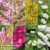 Nurserymans Choice Shrub Mix