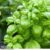 Herb ‘Basil Genovese’ (Organic) – Seeds