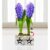 Festive Hyacinth Duo – Free Chocs