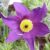 Pulsatilla vulgaris