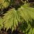 Acer japonicum ‘Aconitifolium’