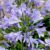 Agapanthus ‘Charlotte’