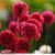 Armeria ‘Ballerina Red’