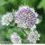 Astrantia major ‘Star Of Billion’